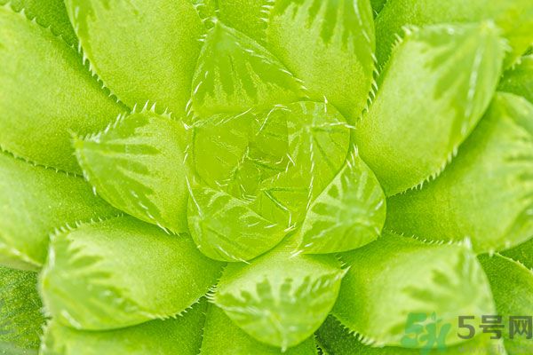 多肉植物需要澆水嗎？多肉植物澆水可以澆到葉子上嗎？