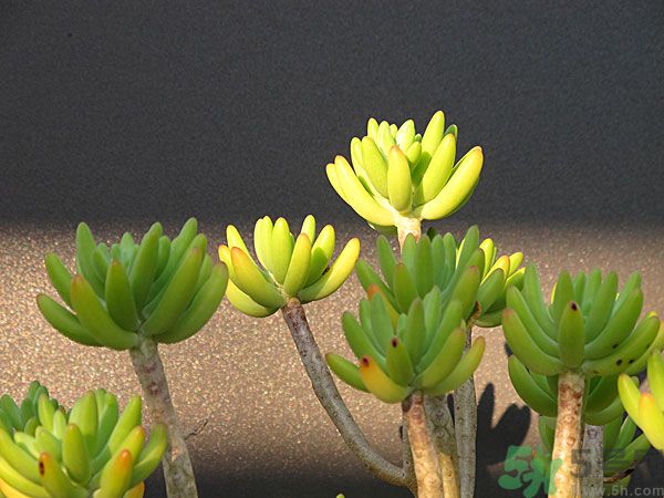 多肉植物需要澆水嗎？多肉植物澆水可以澆到葉子上嗎？