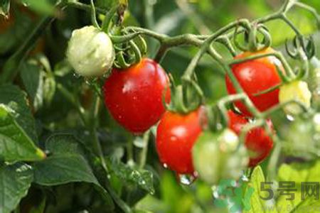 怎么挑選西紅柿？怎么挑選番茄？