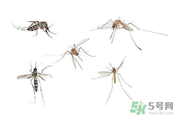 天竺葵有驅(qū)蚊作用嗎？什么植物能驅(qū)蚊子？