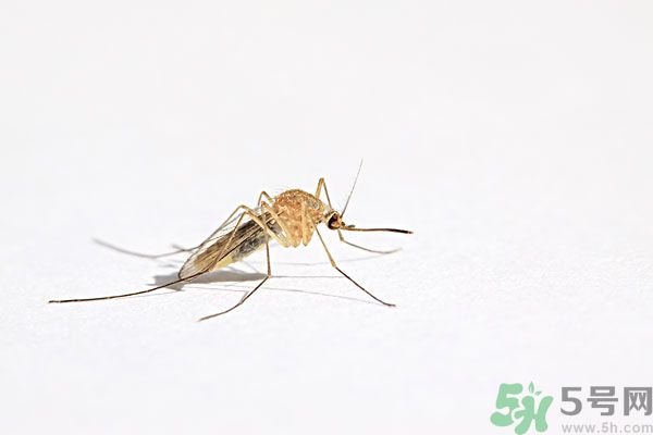 天竺葵有驅(qū)蚊作用嗎？什么植物能驅(qū)蚊子？