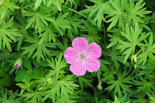 天竺葵有驅(qū)蚊作用嗎？什么植物能驅(qū)蚊子？