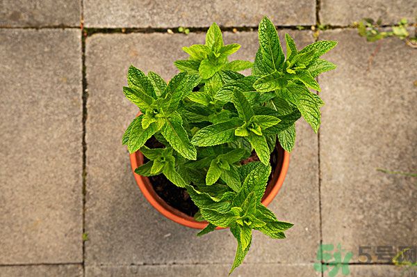 天竺葵有驅(qū)蚊作用嗎？什么植物能驅(qū)蚊子？