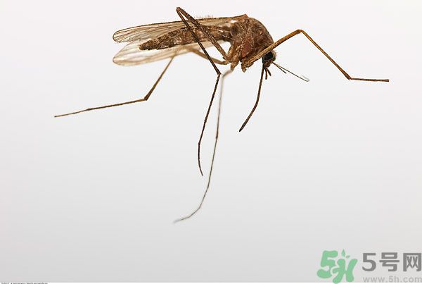 穿黑色衣服容易被蚊子咬嗎？什么樣的人容易吸引蚊子？