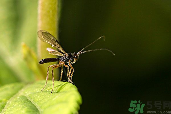 穿黑色衣服容易被蚊子咬嗎？什么樣的人容易吸引蚊子？