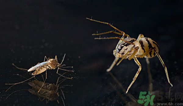 紗窗網(wǎng)密度蚊子能進(jìn)去嗎？紗窗能擋住蚊子嗎？