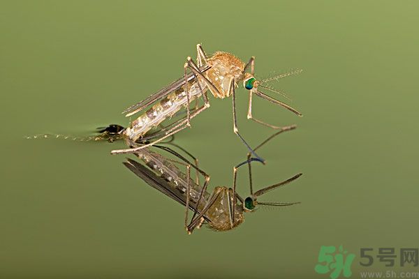 紗窗網(wǎng)密度蚊子能進(jìn)去嗎？紗窗能擋住蚊子嗎？