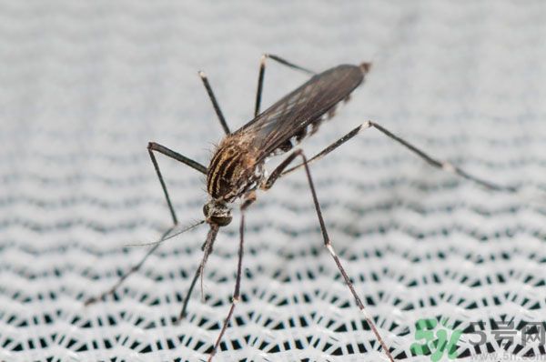 紗窗網(wǎng)密度蚊子能進(jìn)去嗎？紗窗能擋住蚊子嗎？