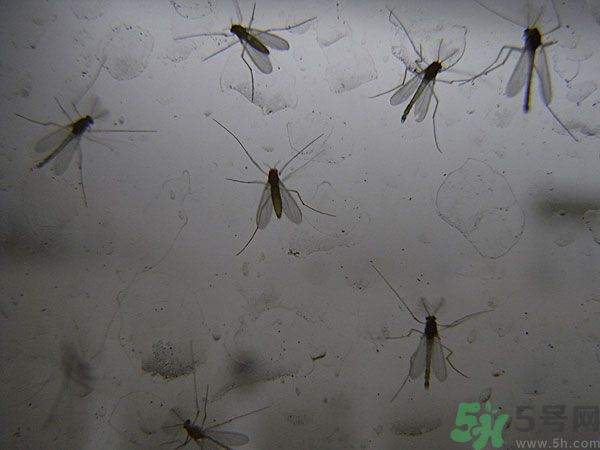 紗窗網(wǎng)密度蚊子能進(jìn)去嗎？紗窗能擋住蚊子嗎？