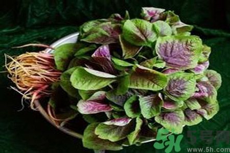 糖尿病可以吃莧菜嗎？糖尿病吃莧菜好嗎？