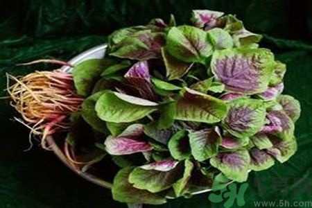 漢菜怎么做好吃？漢菜的做法