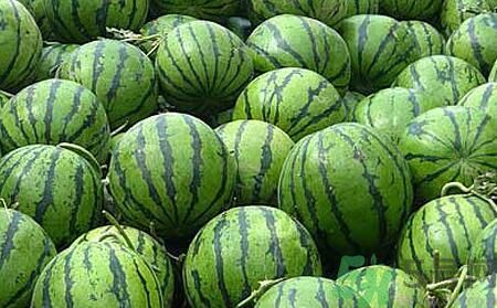 沙瓤西瓜怎么挑？怎么挑選西瓜？