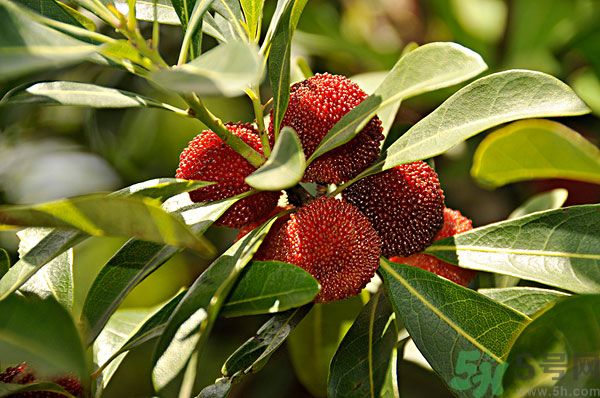 吃楊梅時可以喝茶嗎？吃楊梅時喝茶有什么壞處？