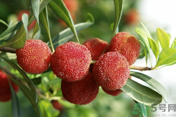 楊梅可以和牛奶一起吃嗎？牛奶能和楊梅一起吃嗎？