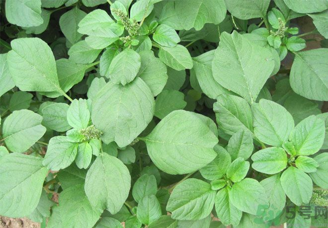 紅莧菜和青莧菜哪個(gè)好？紅莧菜和青莧菜哪個(gè)好吃？