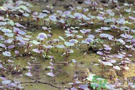 紅莧菜和青莧菜哪個(gè)好？紅莧菜和青莧菜哪個(gè)好吃？