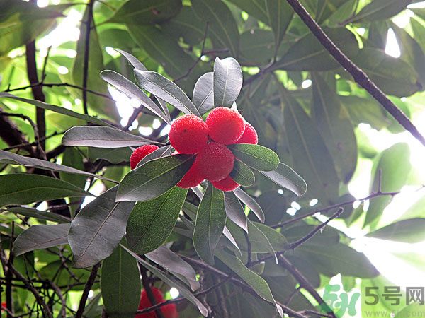 楊梅里面的蟲子能吃嗎？楊梅里面的蟲子吃了會(huì)怎么樣？