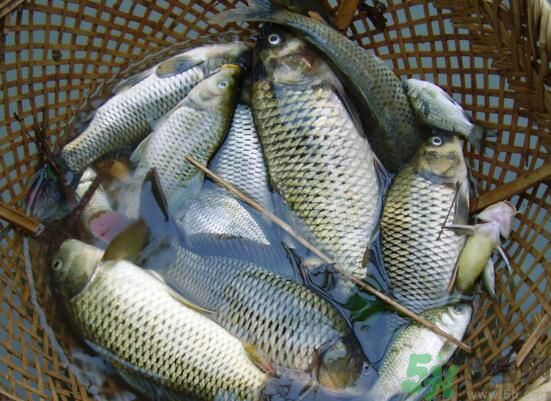 魚能和萵苣一起煮嗎？魚可以和萵苣一起吃嗎？