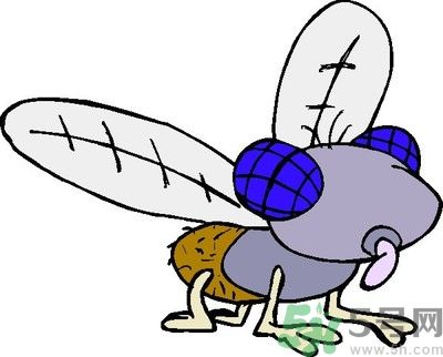 夏天家中有蒼蠅怎么辦？夏天如何滅蒼蠅？