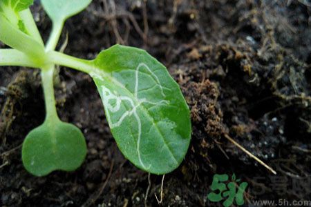 莧菜葉子上有白點是怎么回事？莧菜葉子上有白點可以吃嗎？