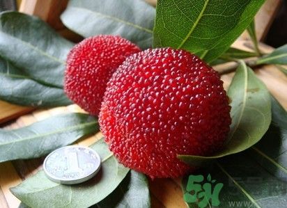 楊梅紅色好還是黑色好？楊梅顏色越深越好嗎？