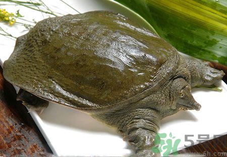 莧菜和甲魚一起吃會(huì)中毒嗎？吃了莧菜了甲魚怎么辦？