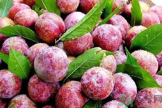 李子能和酸奶一起吃嗎？李子和酸奶一起吃好嗎