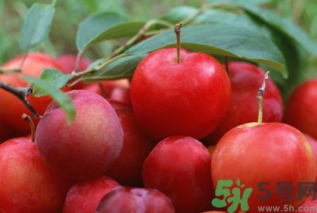 李子皮為什么酸？李子皮能吃嗎？