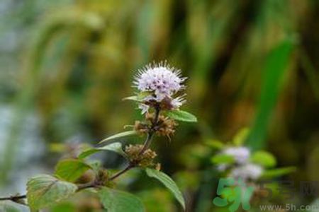 夏天吃薄荷可以解暑嗎？夏天怎么吃薄荷可以解暑？
