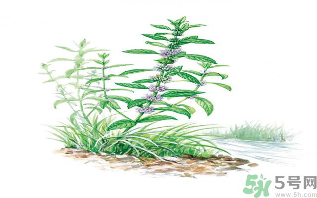 夏天吃薄荷可以解暑嗎？夏天怎么吃薄荷可以解暑？