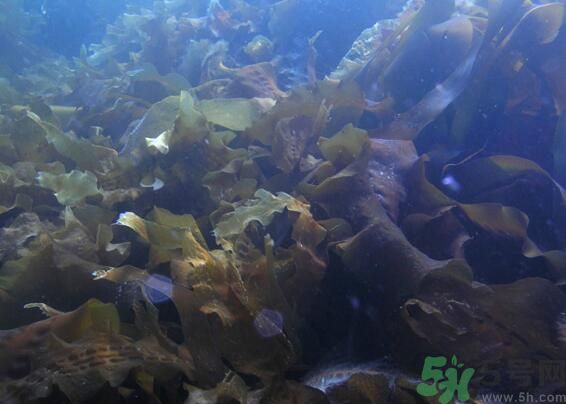 海帶發(fā)黃能吃嗎？海帶發(fā)黃還可以吃嗎？