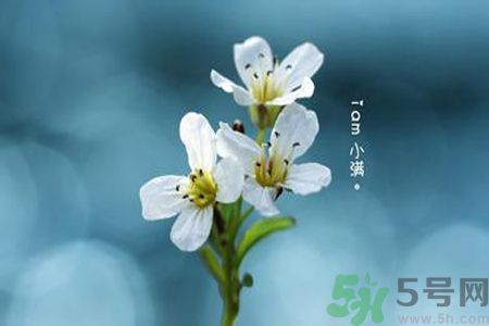 小滿喝什么茶？小滿喝什么茶好？