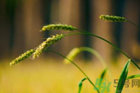 小滿(mǎn)喝什么茶？小滿(mǎn)喝什么茶好？