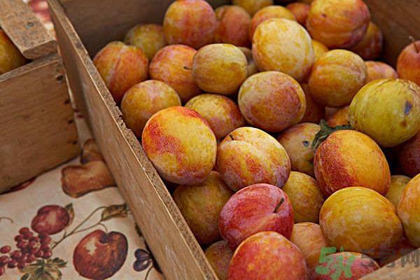 李子皮能吃嗎？李子皮的功效作用