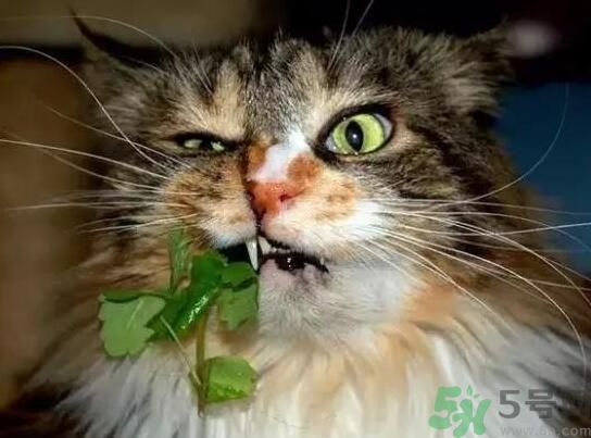 薄荷為什么叫貓薄荷？薄荷和貓薄荷是一種