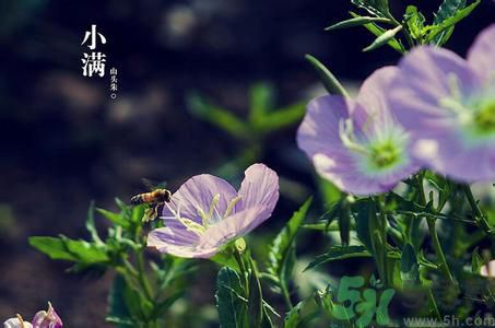 小滿養(yǎng)生要注意什么？小滿養(yǎng)生注意事項