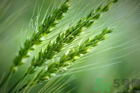 小滿養(yǎng)生要注意什么？小滿養(yǎng)生注意事項