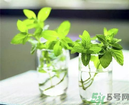 薄荷是涼性的嗎？薄荷是涼性還是熱性？