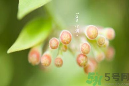 小滿(mǎn)為什么要吃苦？適合小滿(mǎn)吃的苦菜