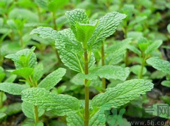 薄荷有什么功效？薄荷的攻效是什么？