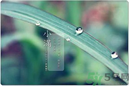 小滿容易得什么皮膚病？小滿得了皮膚病怎么辦？