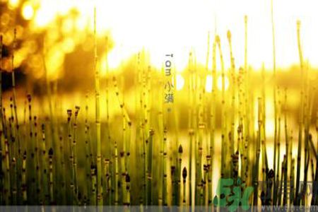 為什么小滿濕氣重？小滿怎么除濕氣？