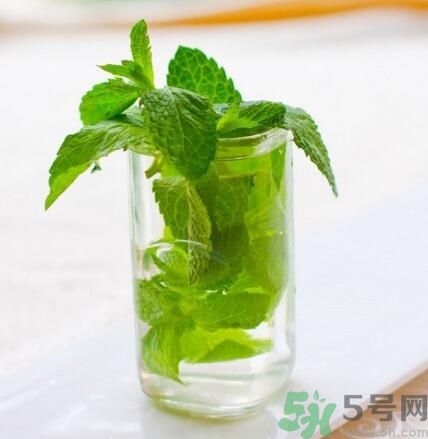  孕婦可以喝薄荷茶嗎？孕婦能喝薄荷泡的茶嗎？