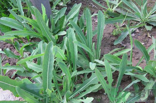 苦菜是熱性還是涼性？苦菜是涼性的嗎？