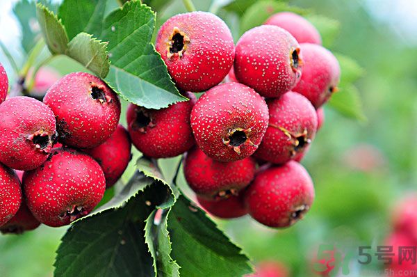 幼兒吃山楂好嗎？幼兒吃山楂片好嗎？