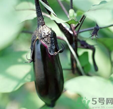 吃茄子會(huì)長胖嗎？茄子卡路里高嗎？