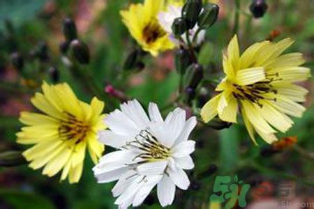 孕婦可以吃苦菜嗎？懷孕可以吃苦菜嗎？