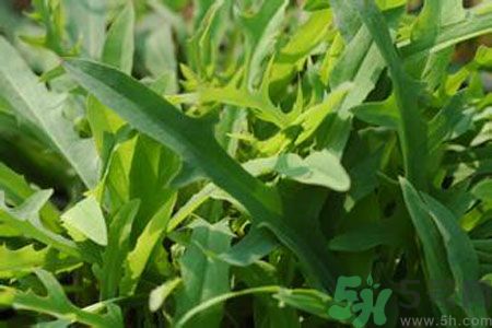 寶寶吃苦菜會拉肚子嗎？寶寶吃苦菜拉肚子了怎么辦？