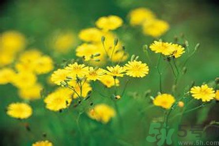 哺乳期可以吃苦菜嗎？哺乳期吃苦菜奶水會(huì)變苦嗎？