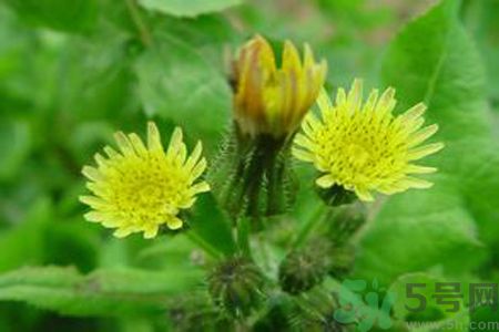 胃不好可以吃苦菜嗎？胃不好吃苦菜好嗎？